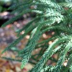 Cryptomeria japonica 'Dacrydioides'