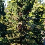 Cryptomeria japonica 'Kelly's Fastigiate'