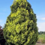Cryptomeria japonica 'Sekkan Sugi'