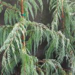 Cupressus darjeelingensis