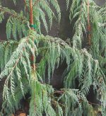 Cupressus darjeelingensis