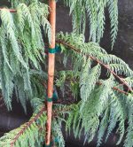 Cupressus darjeelingensis - Image 2