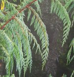 Cupressus darjeelingensis - Image 3