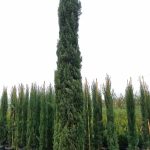 Cupressus sempervirens 'Glauca'