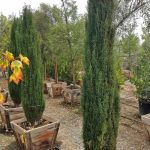 Cupressus sempervirens 'Tiny Towers'