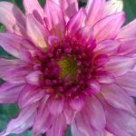 Dahlia 'Gallery Art Nouveau'