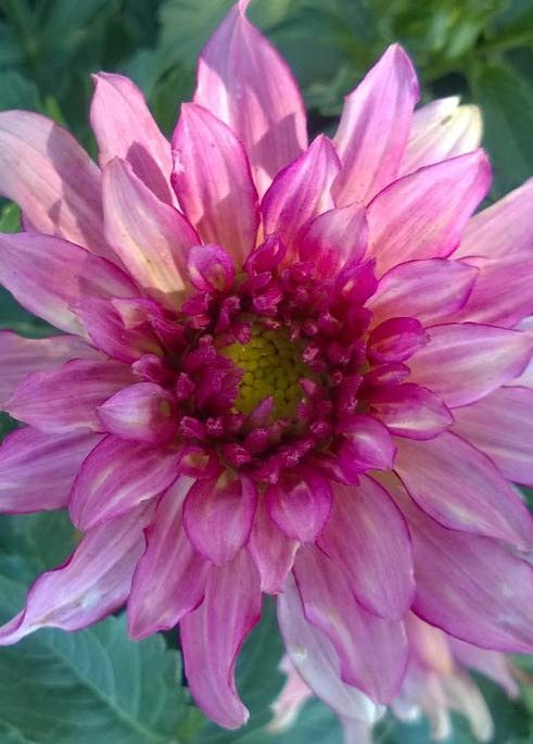 Dahlia-Gallery-Art-Nouveau-a Dahlia 'Gallery Art Nouveau' - Image 1