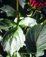 Dahlia 'Gallery Art Nouveau' - Image 3