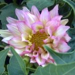 Dahlia 'Gallery Bellini'