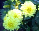 Dahlia 'Gallery Pinto'