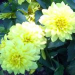 Dahlia 'Gallery Pinto'