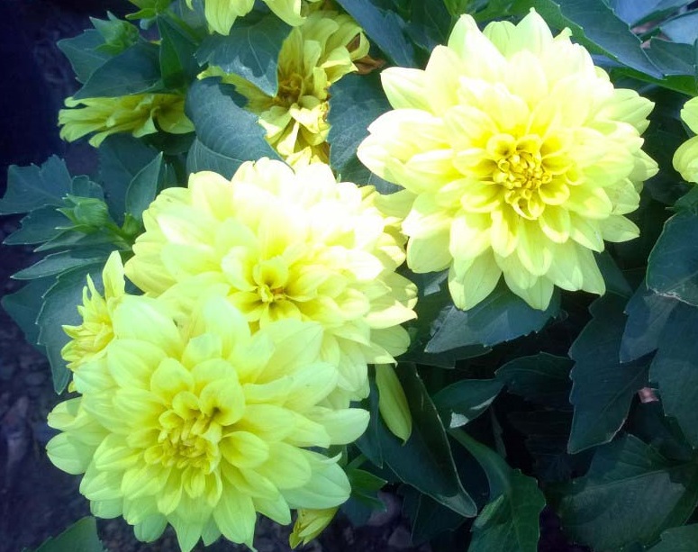 Dahlia-Gallery-Pinto-a Dahlia 'Gallery Pinto' - Image 1