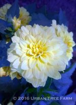 Dahlia 'Gallery Pinto' - Image 2