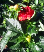 Dahlia 'Gallery Rivera'