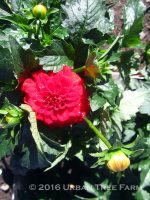 Dahlia 'Gallery Rivera' - Image 2