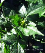 Dahlia 'Gallery Rivera' - Image 3