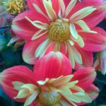 Dahlia 'Goldalia Orange'