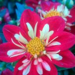 Dahlia 'Goldalia Scarlet'