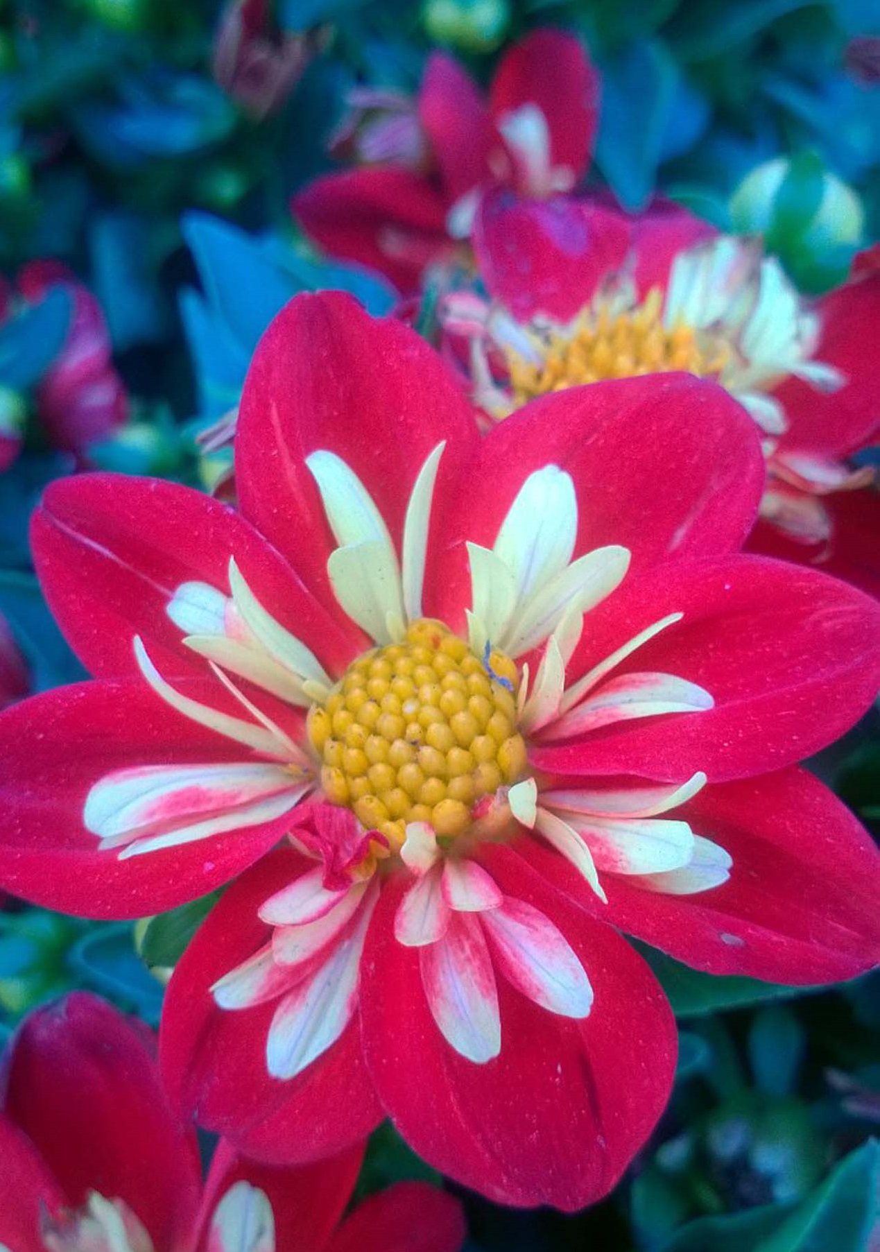 Dahlia-Goldalia-Scarlet Dahlia 'Goldalia Scarlet' - Image 1