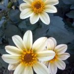 Dahlia 'Happy Days Cream-White'