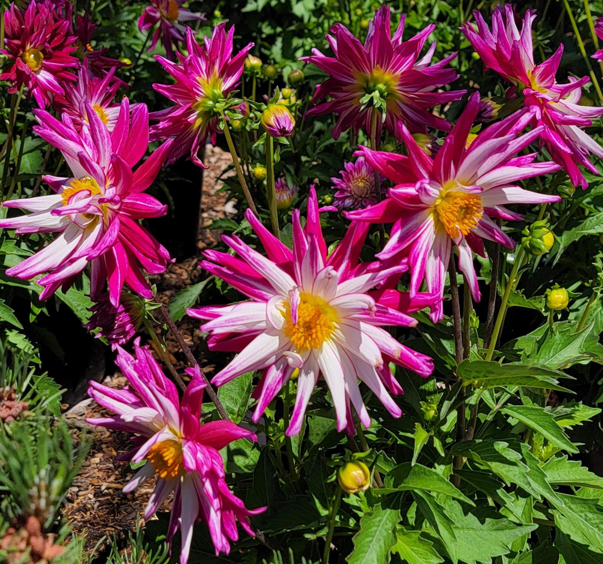 Dahlia-MegaBoom-Berry-Blast-a Dahlia 'MegaBoom Berry Blast' - Image 1