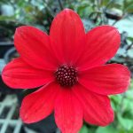 Dahlia 'Mystic Enchantment'