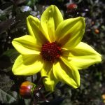 Dahlia 'Mystic Illusion'