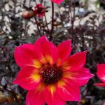 Dahlia 'Mystic Sparkler'