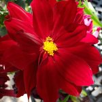 Dahlia 'Painter Berry Impressions'