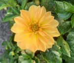 Dahlia 'Venti Golden'