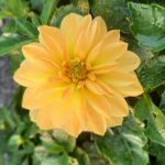 Dahlia 'Venti Golden'