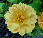 Dahlia 'Venti Golden' - Image 2