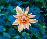 Dahlia 'Venti Golden' - Image 3