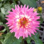Dahlia 'Venti Pink & White Eye'
