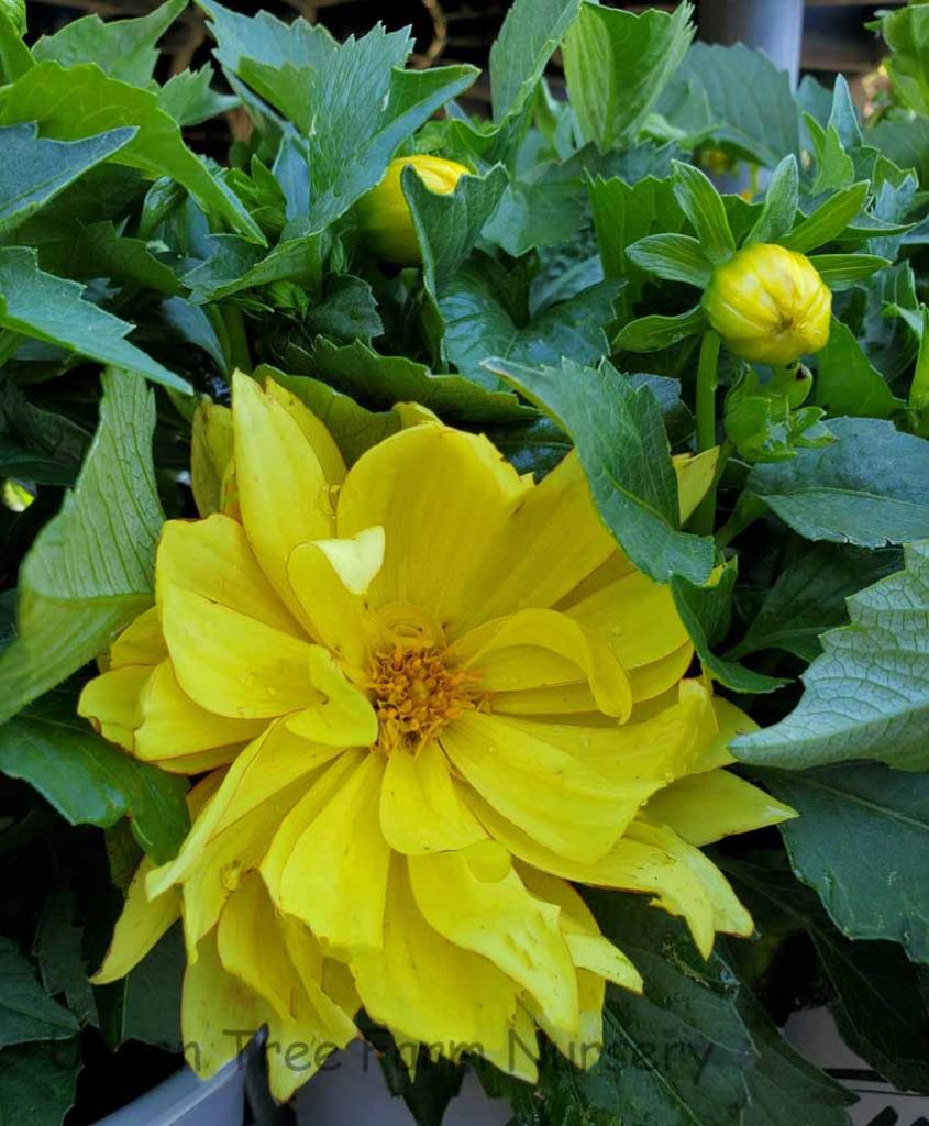 Dahlia XXL 'Baja Sol' | Urban Tree Farm Nursery