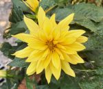 Dahlia XXL 'Baja Sol'