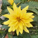 Dahlia XXL 'Baja Sol'