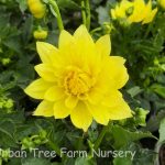 Dahlia XXL 'Durango'