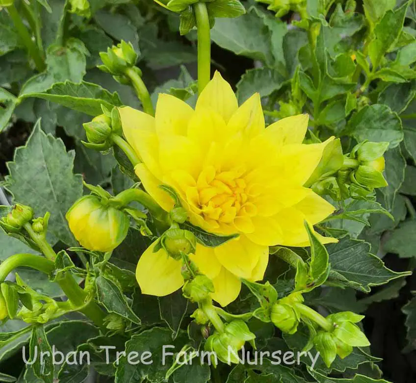 Dahlia XXL 'Durango' | Urban Tree Farm Nursery