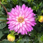 Dahlia XXL 'Veracruz'