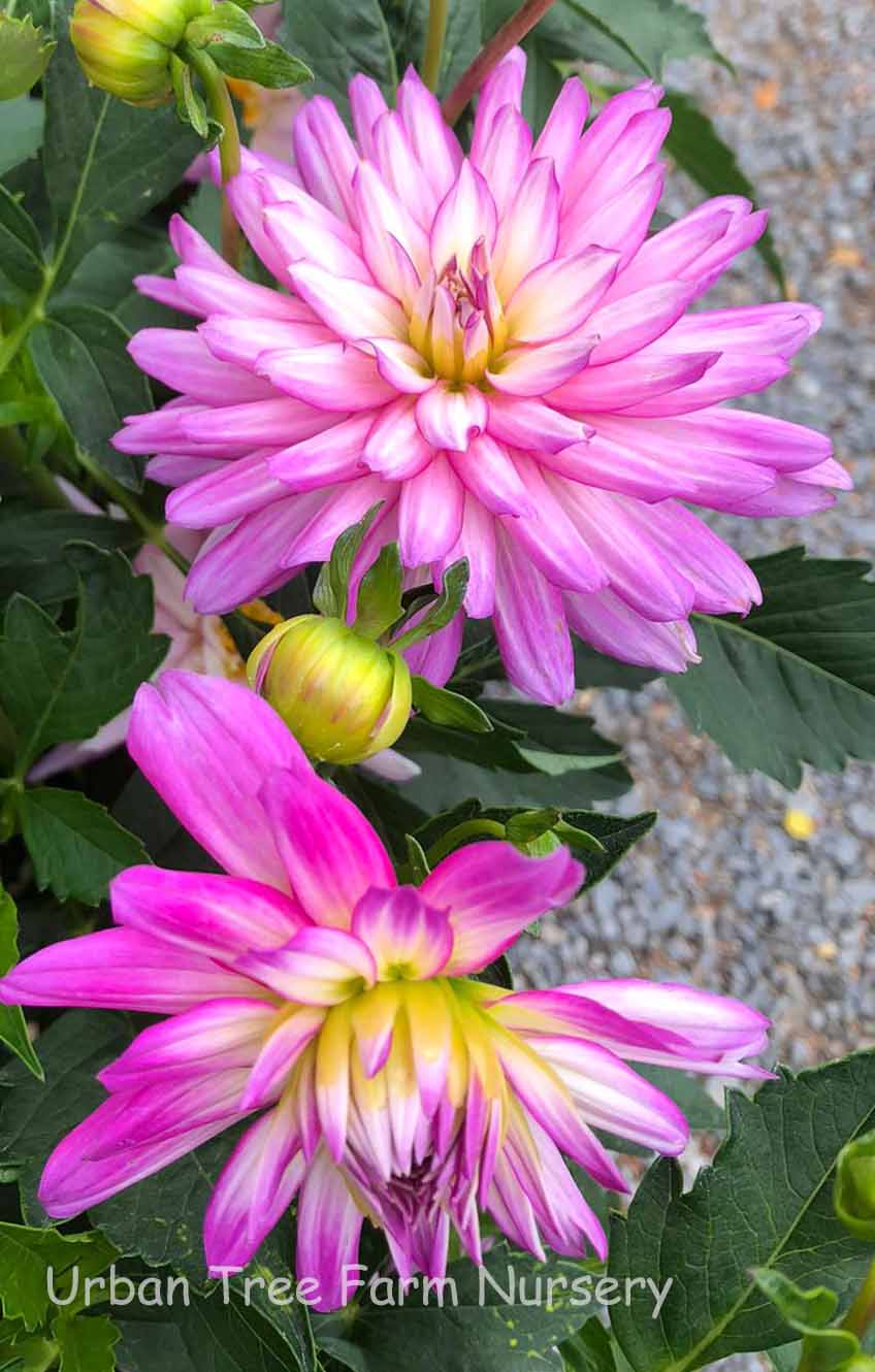 Dahlia XXL 'Veracruz' | Urban Tree Farm Nursery
