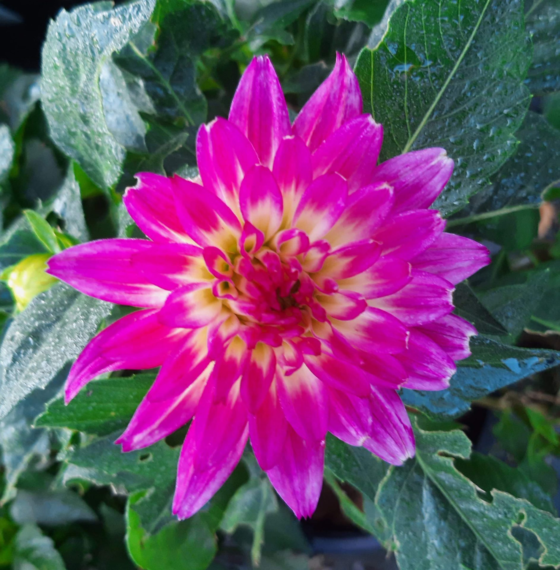 Dahlia XXL 'Veracruz' | Urban Tree Farm Nursery