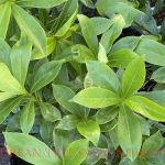 Daphne 'Perfume Princess White'