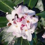 Daphne 'Perfume Princess'