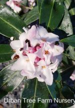 Daphne 'Perfume Princess'