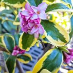 Daphne odora 'Maejima'