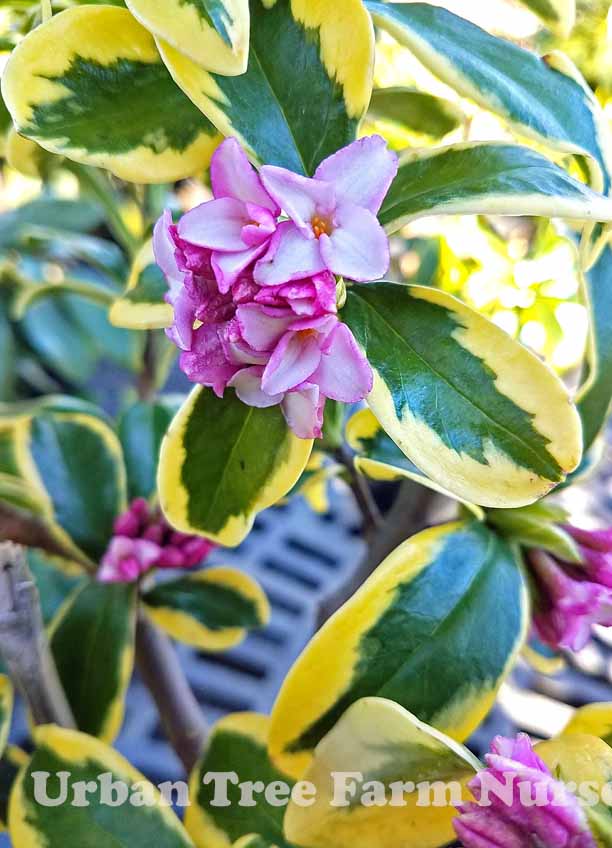 abelia francis mason plant Abelia - Francis Mason main image 0