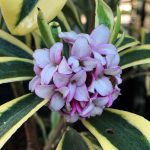 Daphne odora 'Rebecca'