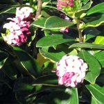 Daphne odora marginata