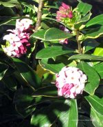 Daphne odora marginata